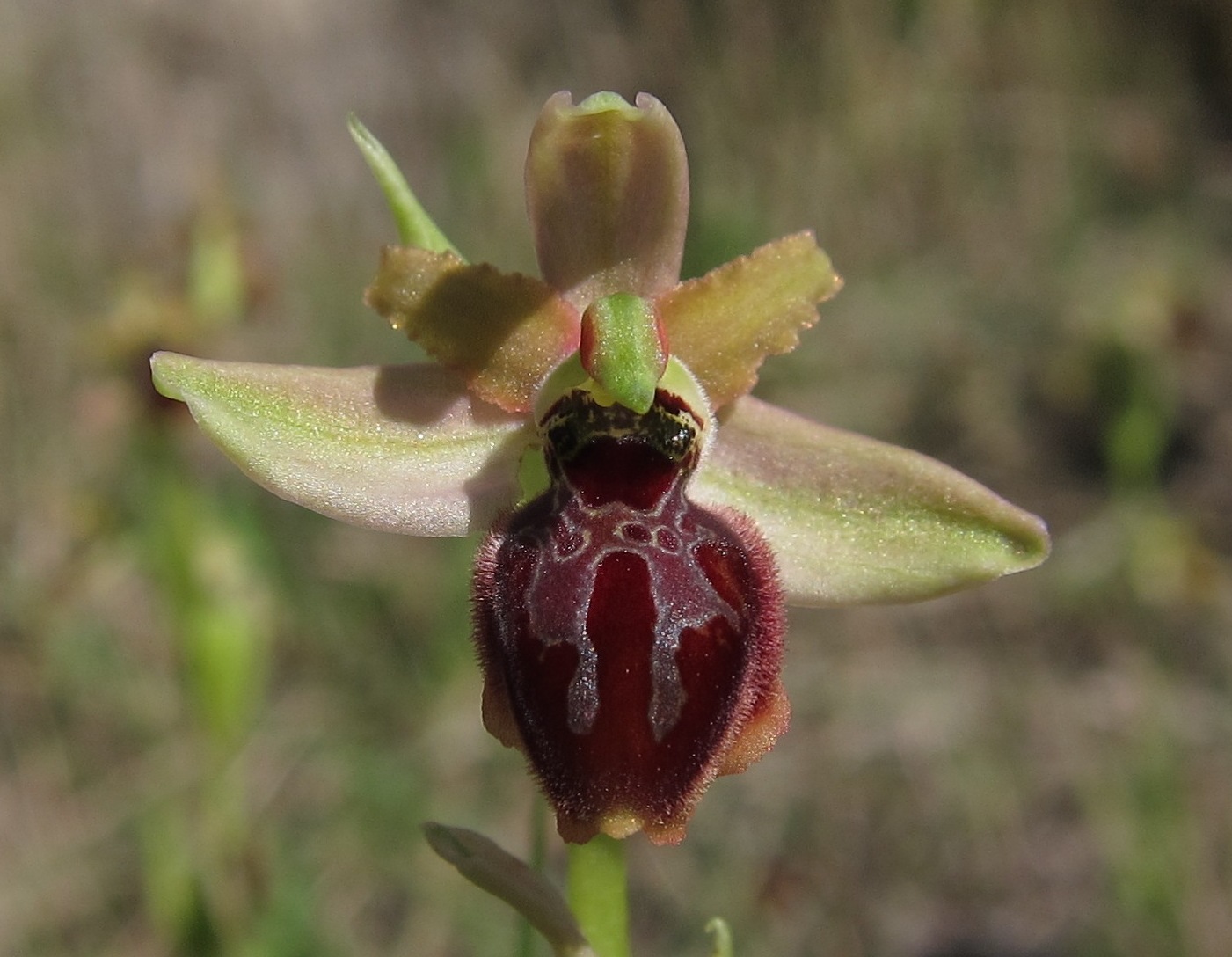 Ophrys sphegodes?